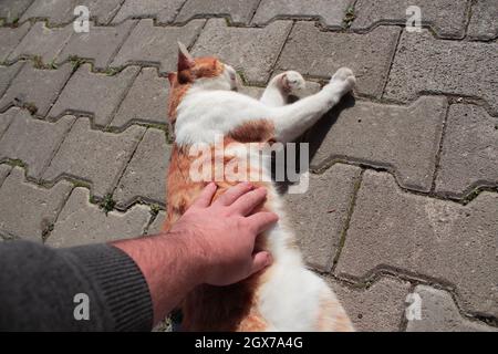 Uomo che accarezzano un gatto randagio arancione. Gatto carino che viene accarezzato. Non ogni gatto lascia che le persone tocchino la propria pancia. Foto Stock