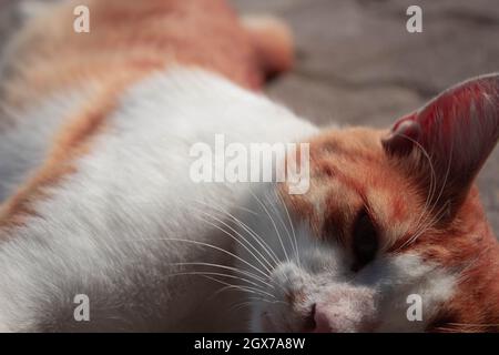 Carino gatto arancione che si posa a terra e cercando di ottenere l'attenzione. Animale vagissimo Foto Stock