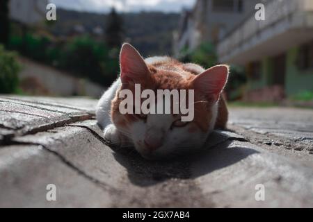 Bel gatto parassita arancione che si posa su strada drenaggio. Pulirsi. Foto Stock