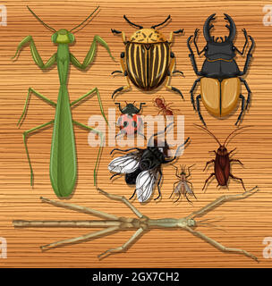 Set di insetti diversi su sfondo di legno carta da parati Illustrazione Vettoriale