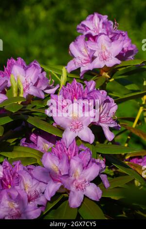 Fiori di lilla su sfondo verde. Rhododendron catawbiense. Fiore primo piano. Foto verticale. Foto Stock