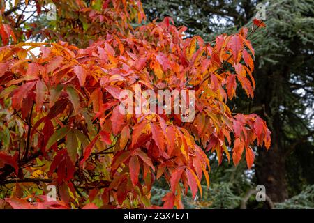 Primo piano del fogliame Acer triflorum in autunno Foto Stock