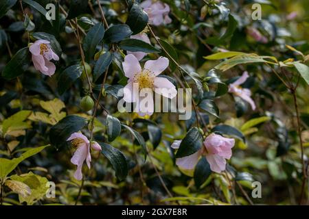 Camellia sasanqua Morden's Blush in fiore in inverno Foto Stock