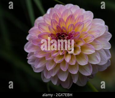 Primo piano di Dahlia Pink Runner fiore a fine estate Foto Stock