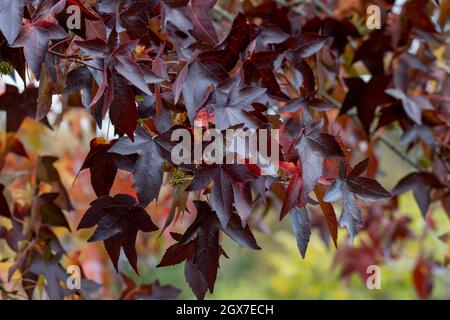 Rosso brillante Liquidambar straciflua Worplesdon fogliame in autunno Foto Stock