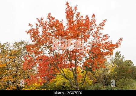 Grande Nyssa sinensis Jim Russell albero che mostra il suo colore autunno Foto Stock