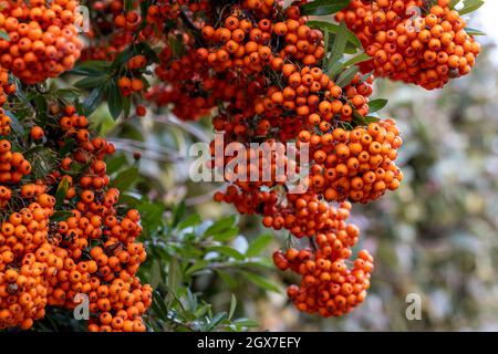 Pyracantha Saphyr bacche d'arancia in autunno Foto Stock