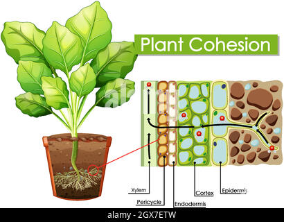 Diagramma che mostra la coesione dell'impianto Illustrazione Vettoriale
