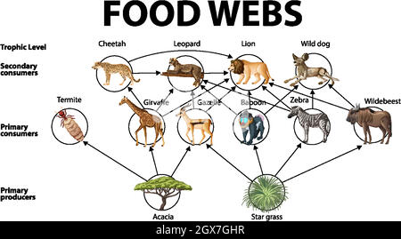 Poster didattico della biologia per diagramma di web alimentari Illustrazione Vettoriale