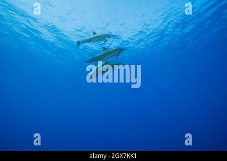 Quattro delfini Spinner, Stenella longirostris, sott'acqua al largo dell'isola di Lanai, Hawaii. Foto Stock