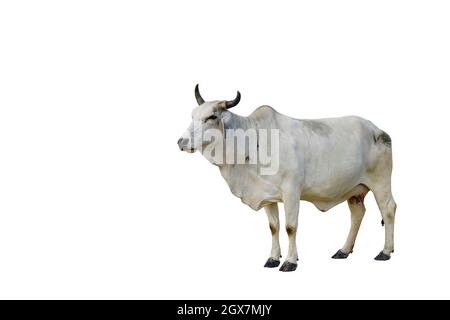 una vacca bianca su sfondo bianco Foto Stock