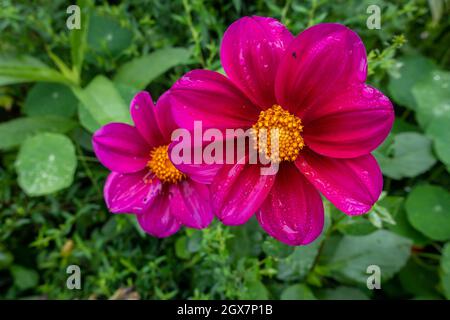 Fiori colorati nel Giverny Garden di Monet in Francia Foto Stock