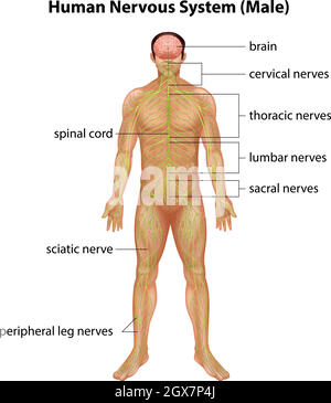 Sistema nervoso umano Illustrazione Vettoriale