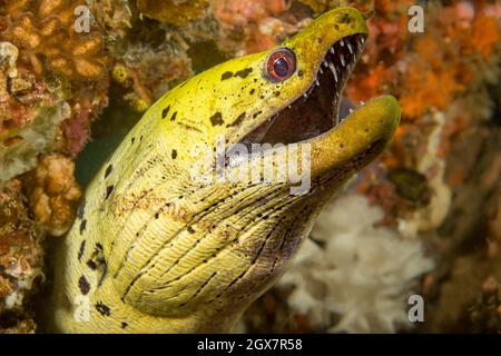 Il morso fimbriato, Gymnothorax fimbriatus, è anche noto come morso oscurato o morso spot-face, Filippine. Foto Stock