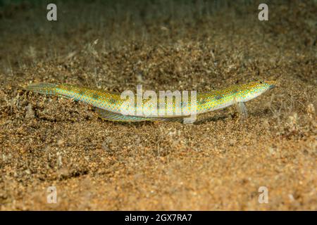 Il subacqueo di sabbia macchiato, Trichonotus sediger, scomparirà nel fondo di sabbia al primo segno di pericolo, Filippine. Foto Stock