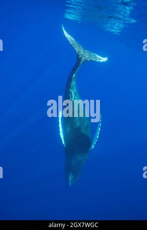 Una balena humpback, Megaptera novaeangliae, fa un tuffo nell'Oceano Pacifico al largo delle Hawaii. Foto Stock