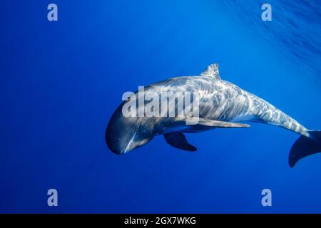 Pigmeo di balena killer, Feresa attenuata, noto anche come la slanciata blackfish o la scarsità di Balene Pilota, Hawaii. Foto Stock