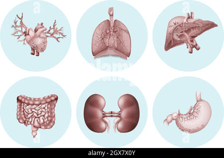 Diverse parti del corpo umano Illustrazione Vettoriale