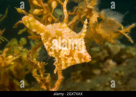 Il filefish dalla coda di setole, Acreichthys tomentosus, è anche indicato come filefish di Sagrass, Filippine. Questo è un bambino che raggiungerà sei Foto Stock