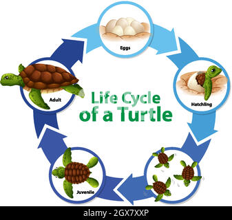 Diagramma che mostra il ciclo di vita della tartaruga Illustrazione Vettoriale