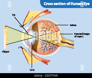 Diagramma che mostra la sezione trasversale dell'occhio umano Illustrazione Vettoriale