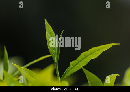 Foglie di tè Farm Estate piantagioni in Kericho County Kenya immagini ad alta risoluzione di Antony Trivet Fotografia la città di Nairobi County basato creatives Foto Stock