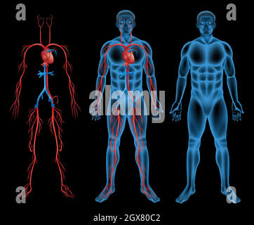 Sistema circolatorio maschile Illustrazione Vettoriale