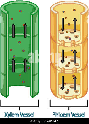 Diagramma che mostra il sistema di tessuto vascolare nelle piante Illustrazione Vettoriale