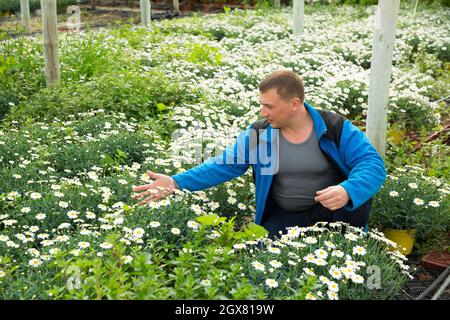 Uomo orticulturista durante il giardinaggio con camomilla bianca in pentole Foto Stock