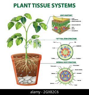 Diagramma che mostra i sistemi dei tessuti delle piante Illustrazione Vettoriale