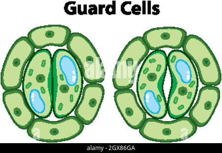 Diagramma che mostra le cellule di guarad su sfondo isolato Illustrazione Vettoriale