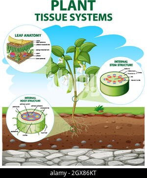 Diagramma che mostra i sistemi dei tessuti delle piante Illustrazione Vettoriale