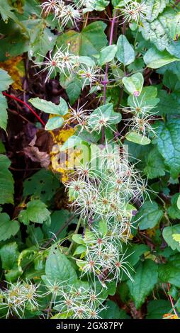 Closeup della gioia del viaggiatore, clematis selvaggio, barba di vecchio uomo (Clematis vitalba) che semina arrampicatore Foto Stock