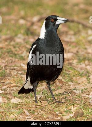 Male Australian Magpie, Gymnorhina tibicen, a terra e in una posa allerta al Kroombit Tops National Park, Queensland Australia Foto Stock