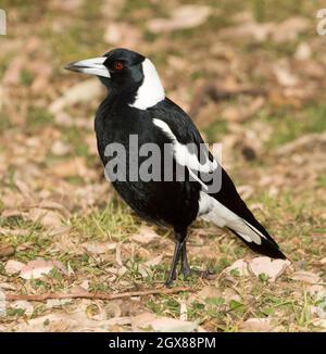 Male Australian Magpie, Gymnorhina tibicen, a terra e in una posa allerta al Kroombit Tops National Park, Queensland Australia Foto Stock