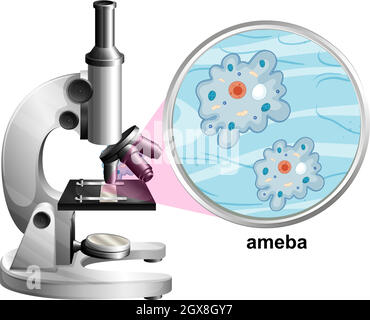 Microscopio con struttura anatomica di Ameba su sfondo bianco Illustrazione Vettoriale