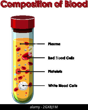 Diagramma che mostra la composizione del sangue Illustrazione Vettoriale