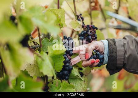 REMICH, LUSSEMBURGO-OTTOBRE 2021: Reportage presso la vendemmia stagionale del Pinot Nero nei vigneti Foto Stock