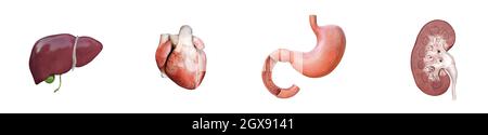 Cuore umano, fegato, stomaco, rene. Medicina, organi interni 3d icona set illustrazione di rendering Foto Stock