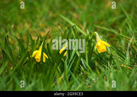fiori narcissus in giardino - fuoco morbido Foto Stock