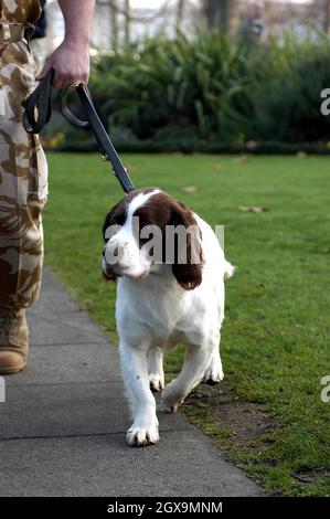 Buster una spaniella springer cinque-ear-old, con il suo gestore Sergeant Danny Morgan e Kate Adie all'Imperial War Museum. Buster è considerato responsabile di salvare innumerevoli vite umane quando ha individuato una cache nascosta di armi, esplosivi e attrezzature per la costruzione di bombe in edifici che si ritiene siano la sede degli estremisti responsabili degli attacchi alle forze britanniche durante il recente conflitto in Iraq. Foto Stock