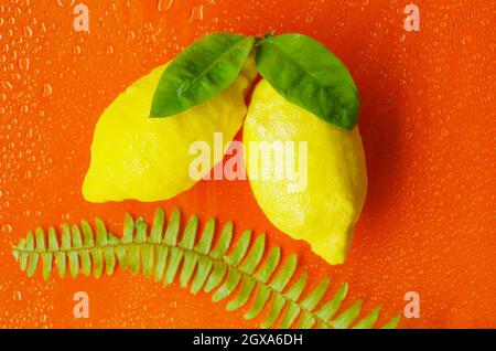 Grandi limoni gialli con foglie verdi e una foglia di felce su sfondo arancione con gocce d'acqua. Foto Stock