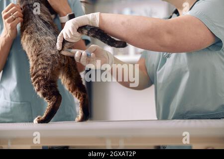 Veterinario in guanti di lattice prende la temperatura rettale di gatto tabby con l'aiuto di infermiere in clinica Foto Stock