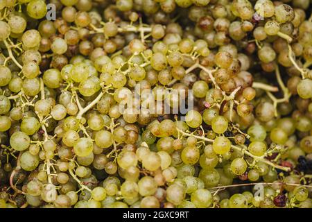 REMICH, LUSSEMBURGO-OTTOBRE 2021: Reportage alla vendemmia stagionale nelle vigne Foto Stock