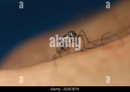 (211005) -- CANBERRA, 5 ottobre 2021 (Xinhua) -- Foto fornita dal Commonwealth Scientific and Industrial Research Organization (CSIRO) il 5 ottobre 2021 mostra la zanzara Aedes aegypti. Una prova australiana di riferimento ha trovato che un batterio può essere usato per pulire fuori le zanzare che trasportano la dengue. In uno studio pubblicato martedì, un team di ricercatori della Commonwealth Scientific and Industrial Research Organization (CSIRO) ha scoperto che i batteri possono sterilizzare con successo la zanzara Aedes aegypti che porta la malattia. PER ANDARE CON 'batteri in grado di eliminare le zanzare portatori di malattie: Foto Stock