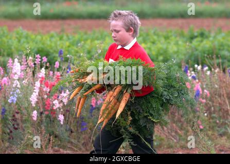 Un allievo della Avening Primary School di Gloucestershire, raccoglie carote presso la Home Farm di Highgrove. Il principe del Galles ha detto che è stata una "tragedia” che una generazione di bambini sta crescendo con poca idea di dove il cibo che mangiano viene. Charles ha avvertito che i giovani allevati nelle città sono allarmante ignoranti della campagna e di come il cibo è prodotto. Foto Stock