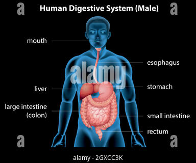 Apparato digestivo umano Illustrazione Vettoriale