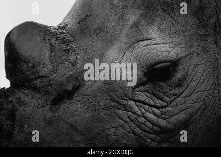 La scena ravvicinata dell'occhio e rugosa del rinoceronte bianco meridionale o del rinoceronte quadrato in bianco e nero. Foto Stock