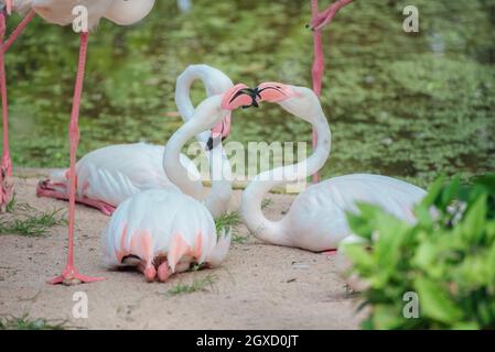 Bella vista artistica del grande Flamingos Kissing contro i colori pastello. Foto Stock