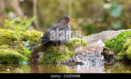 Uccello nero comune, turdus merula, seduta su roccia mossa in natura acquatica. Animale scuro piume che riposa su pietra verde vicino all'acqua. Piccolo uccello lo Foto Stock